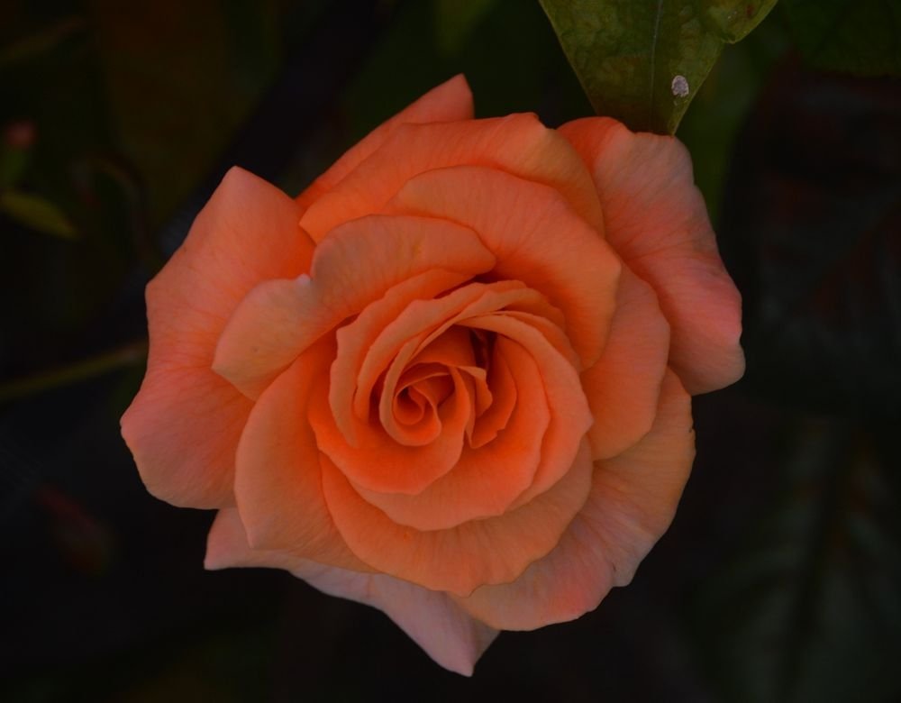 La rose Paco Rabane