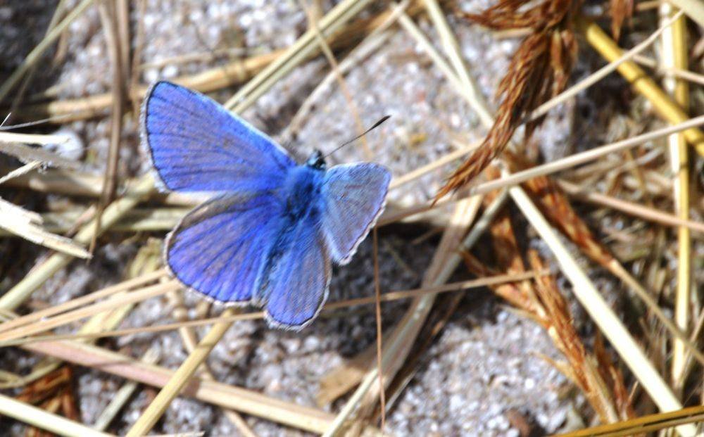 Lycaenidae (azur bleu)
