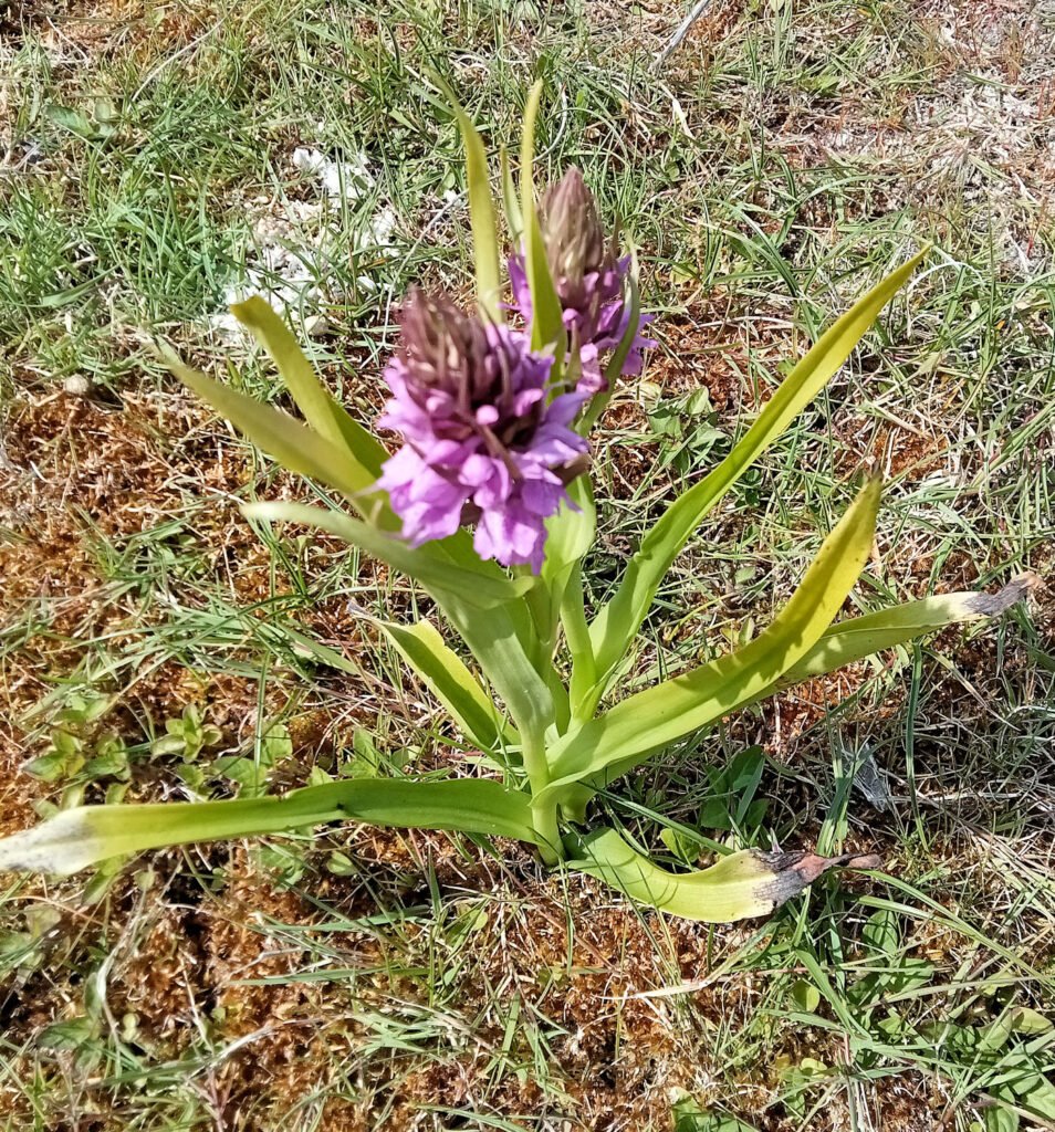 orchis dactylorhisa